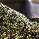 Olive-Taggiasche-Denocciolate-Sottolio-180g-OLIO-ROI