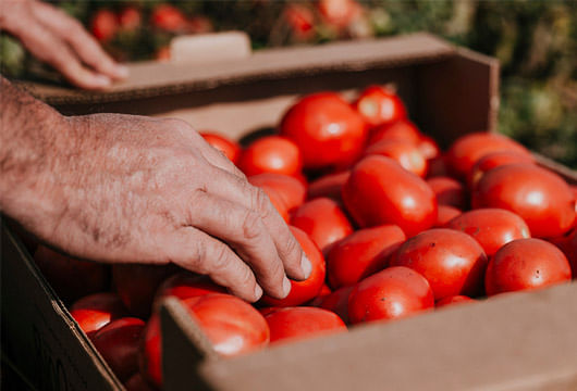 Pomodoro-Pelato-BIO-550g-BIO-ORTO