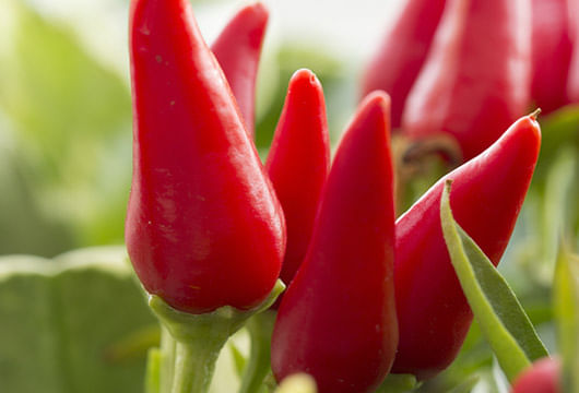 Tarallini-con-Peperoncino-250g-CAUSIO