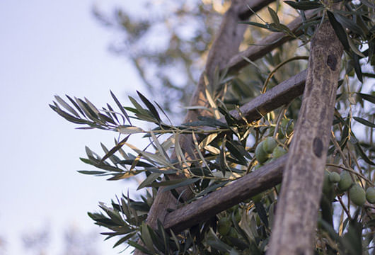 Olive-Verdi-Bella-di-Cerignola-580-ml-FRATEPIETRO