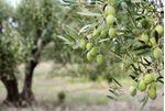 Olive-su-pianta-tartuflanghe-SL