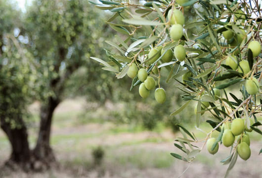 Olive-su-pianta-tartuflanghe-SL