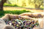 Excedo-Olio-Extravergine-Olive-nel-sacco-iuta-SL2